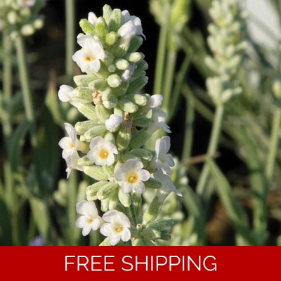 Lavender White Summer x3 Plug Plants